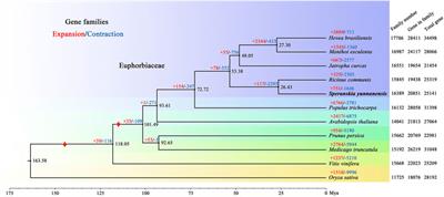 Chromosome-Level Genome Assembly of the Rare and Endangered Tropical Plant Speranskia yunnanensis (Euphorbiaceae)